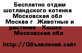 Бесплатно отдам шотландского котенка - Московская обл., Москва г. Животные и растения » Кошки   . Московская обл.